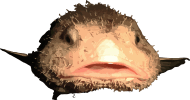 Image of a Blobfish