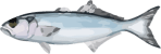Image of a Blue Fish