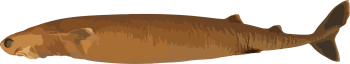 Image of a Cookiecutter Shark