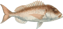 Image of a Dentex