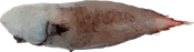 Image of a Faceless Fish