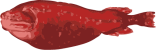 Image of a Flabby Whalefish