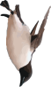 Image of a Thick-Billed Murre Dive